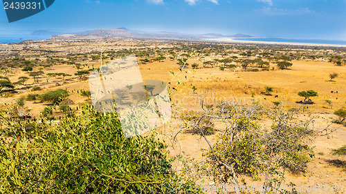 Image of Abjatta-Shalla national park