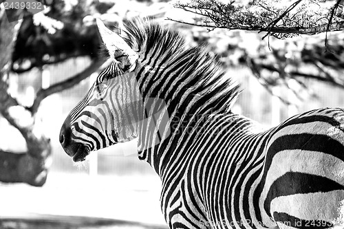 Image of Zebra