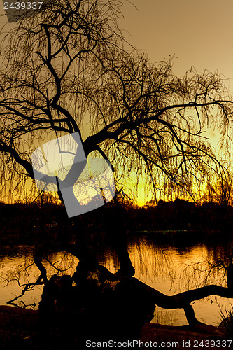 Image of Silhouette of a tree