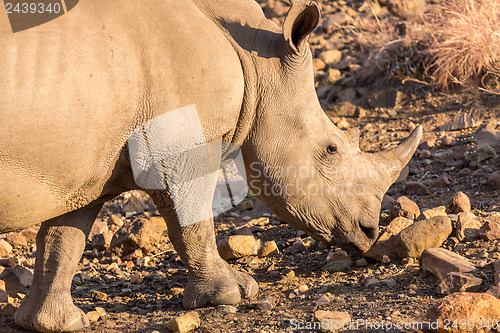 Image of A rhino grazing