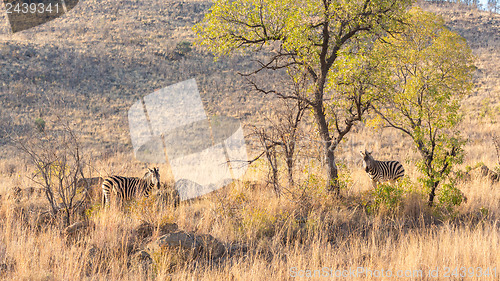 Image of Zebras on the lookout