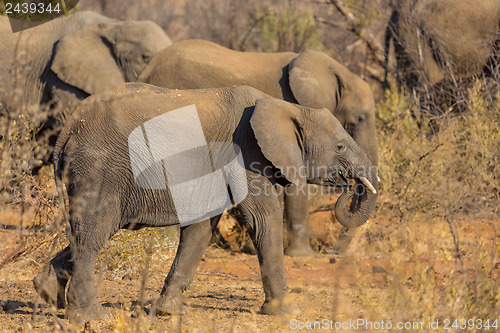 Image of Elephants in the wild