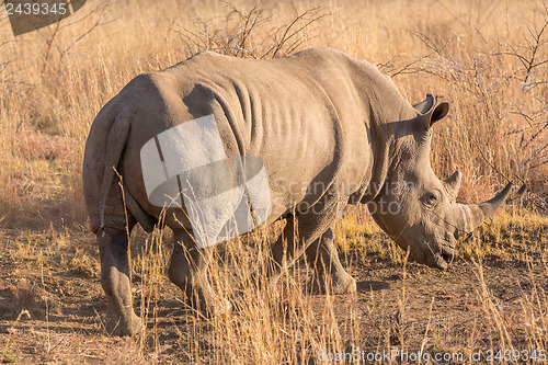 Image of A rhino grazing