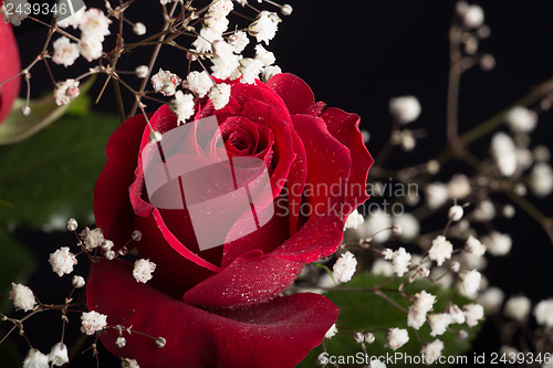 Image of Red rose