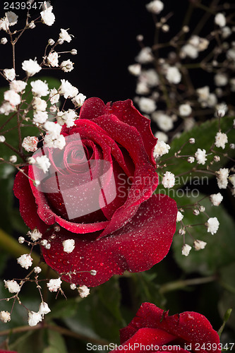 Image of Red rose