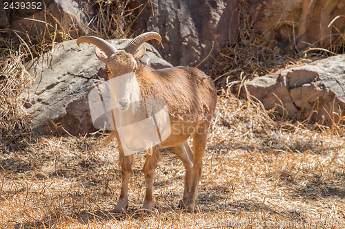 Image of Barbary Sheep