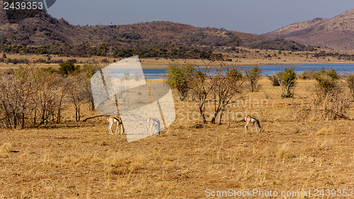 Image of Springbok