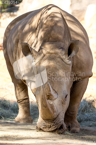 Image of Adult Rhino