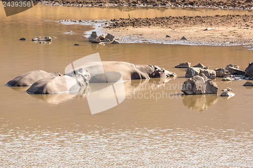 Image of Mudding hippos