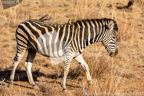 Image of Zebra