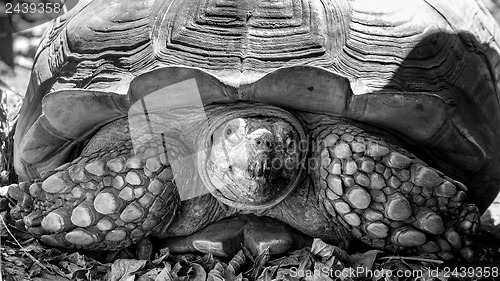 Image of Sulcata Tortoise