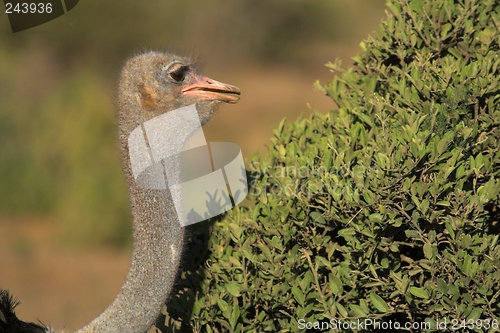 Image of ostrich