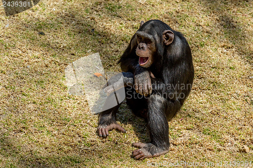 Image of Chimp communication