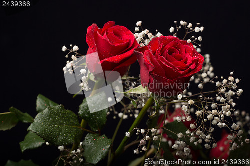 Image of Red rose