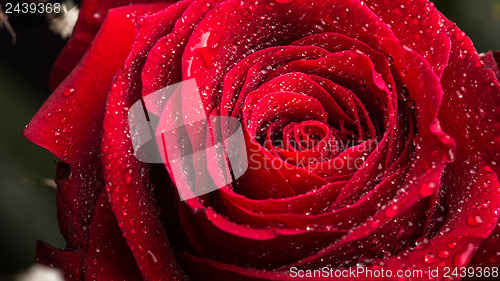 Image of Red rose