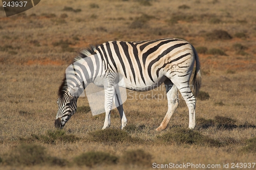 Image of zebra on plain