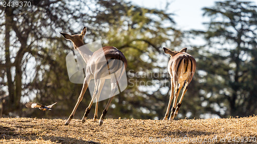 Image of Springboks on the run