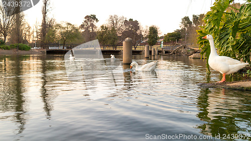 Image of Ducks on zoo lake