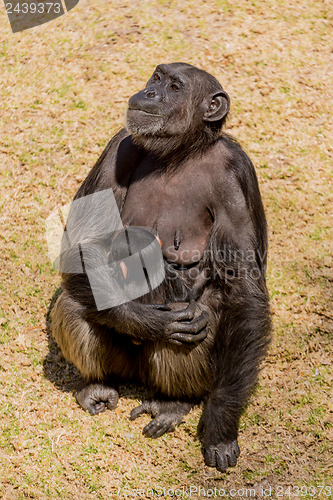 Image of Chimp communication