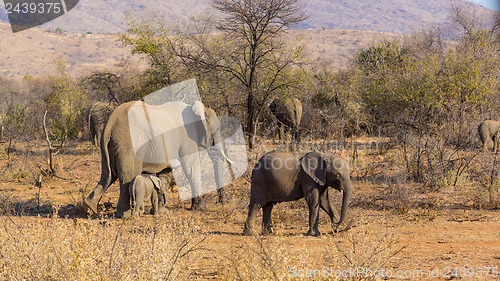 Image of Elephants in the wild