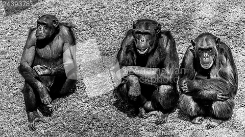 Image of Three wise chimps