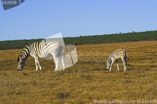 Image of zebras outing