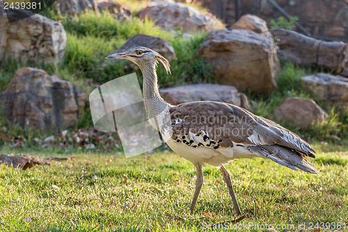 Image of Kori Bustard