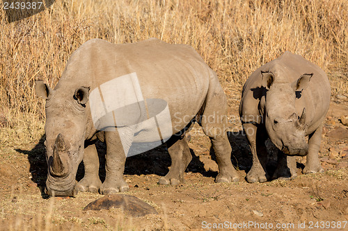 Image of Rhinos grazing