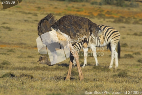 Image of ostrich and zebra