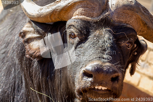 Image of Smiling buffalo