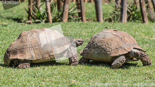 Image of Sulcata Tortoise