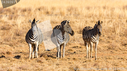 Image of The three zebra musketeers