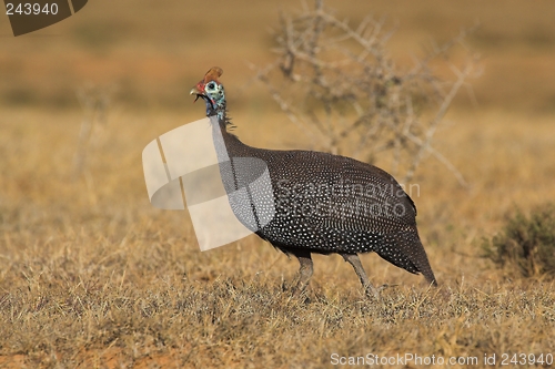 Image of guineafowl