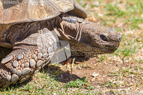 Image of Sulcata Tortoise