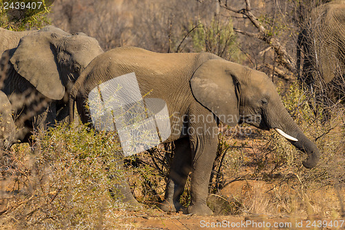 Image of Elephants in the wild