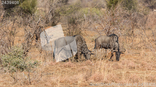 Image of Blue Wildebeest 