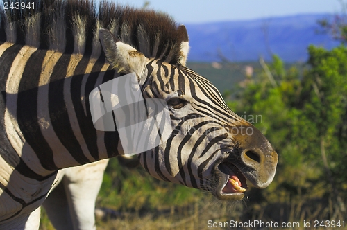 Image of gummy zebra