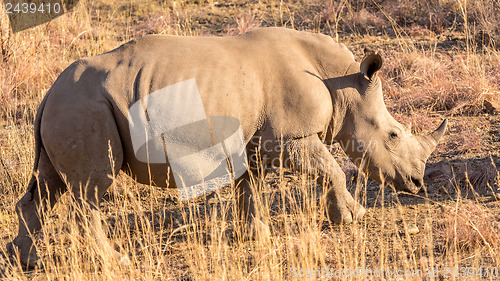 Image of A rhino grazing