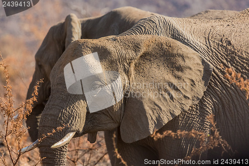 Image of Elephants in the wild