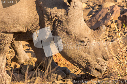 Image of A rhino grazing