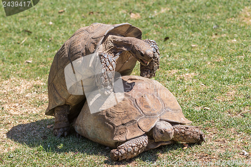 Image of Sulcata Tortoise