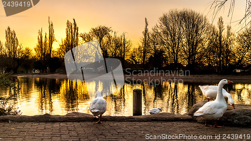 Image of Ducks on zoo lake