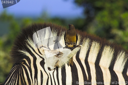 Image of zebra passenger