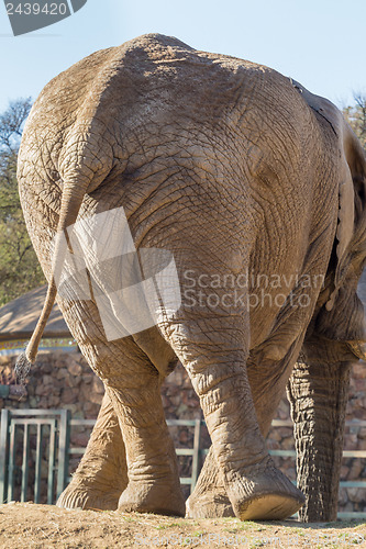 Image of Twisting Elephant