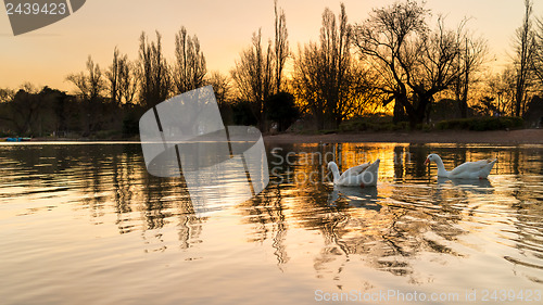 Image of Ducks on zoo lake