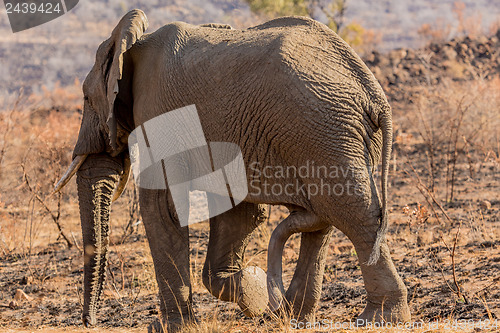 Image of Six legged Mammal