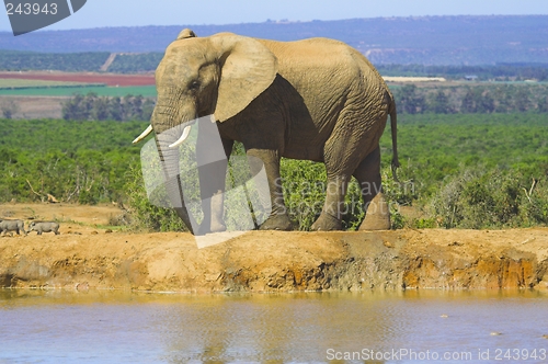 Image of elephant at watering hole