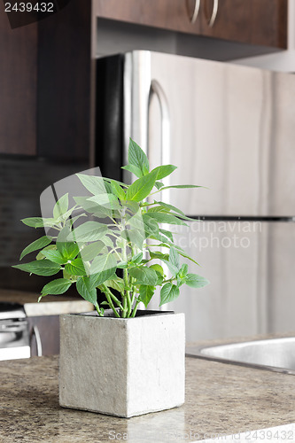 Image of Green mint on kitchen countertop