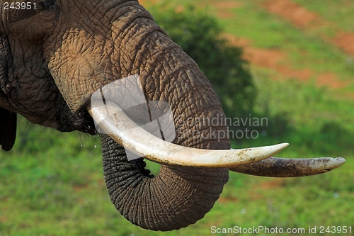 Image of Elephant