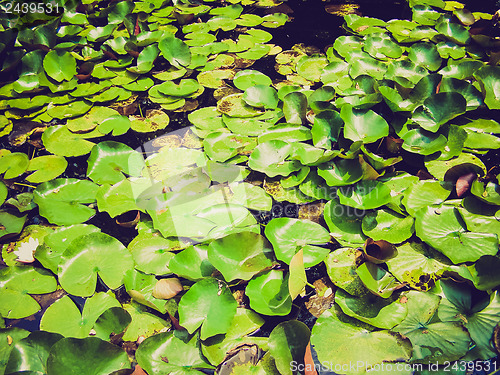 Image of Retro look Water lily Nimphaea